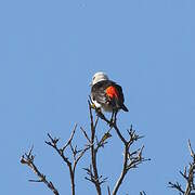 White-headed Buffalo Weaver