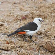 White-headed Buffalo Weaver