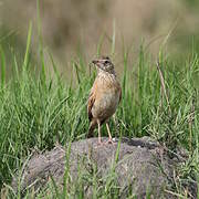 Rufous-naped Lark