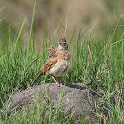 Rufous-naped Lark