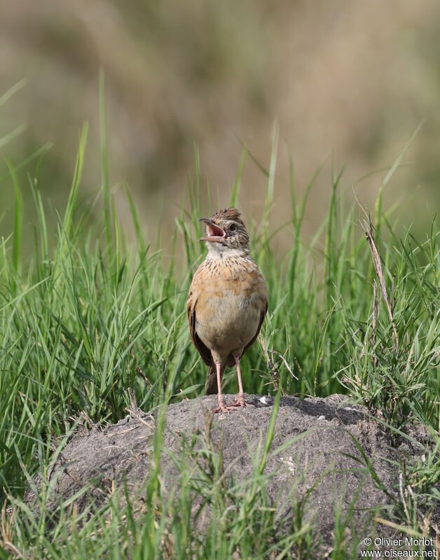 Rufous-naped Lark