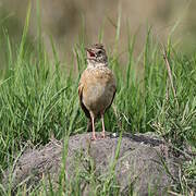 Rufous-naped Lark