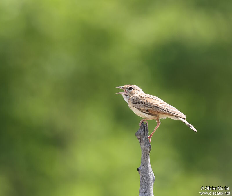 Fawn-colored Lark