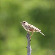 Fawn-colored Lark