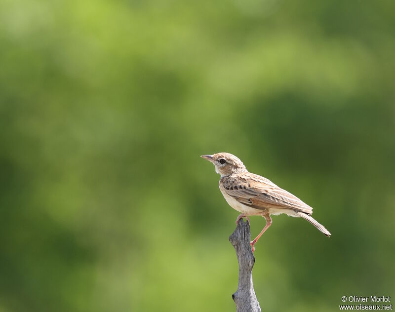 Fawn-colored Lark