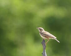 Fawn-colored Lark