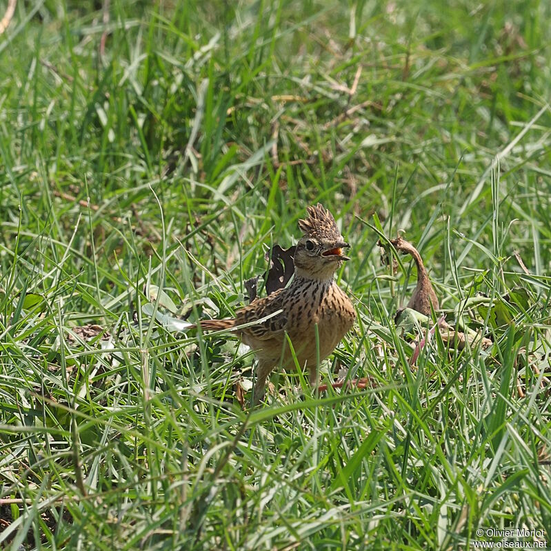 Oriental Skylark