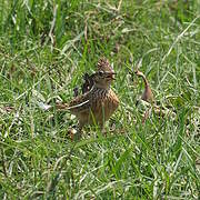 Oriental Skylark