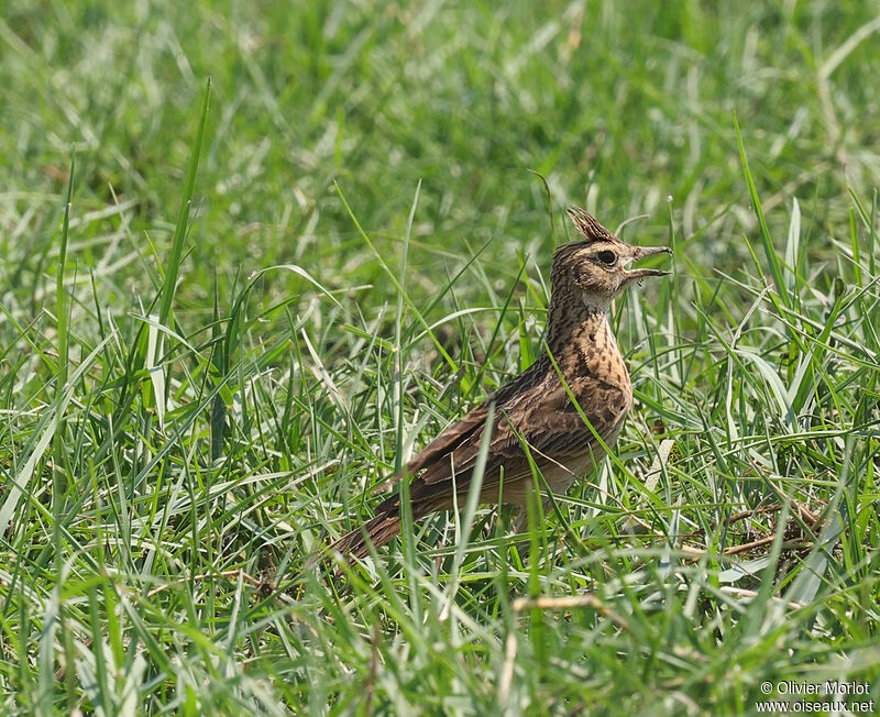 Oriental Skylark