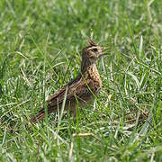 Oriental Skylark