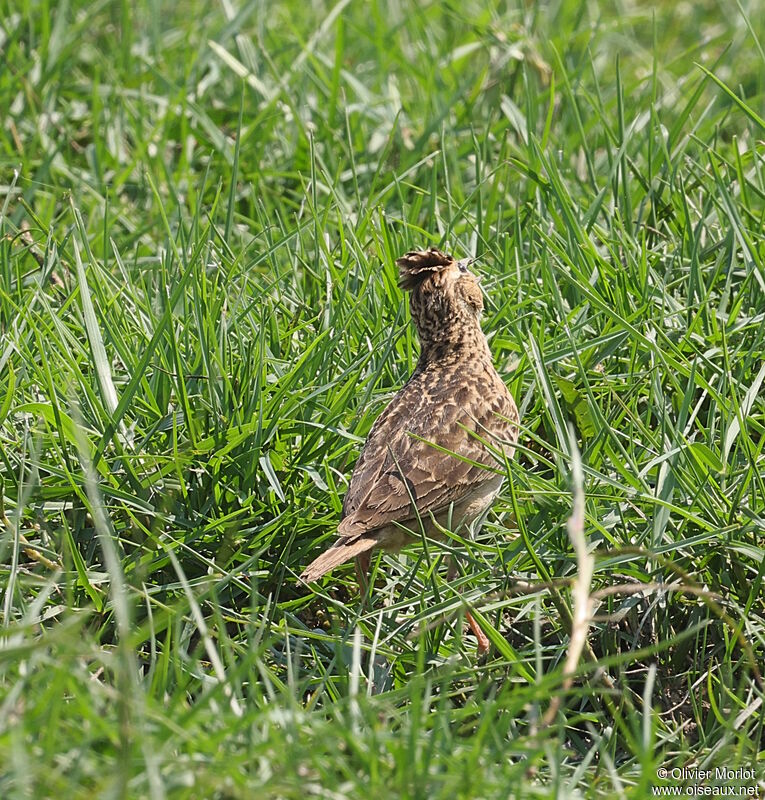 Oriental Skylark