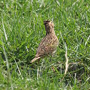 Oriental Skylark