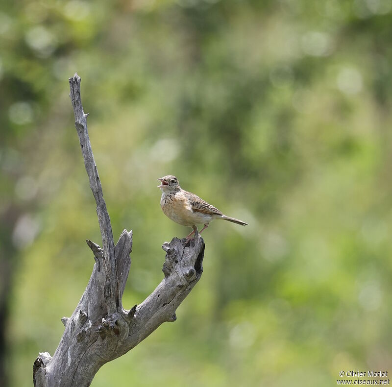 Monotonous Lark