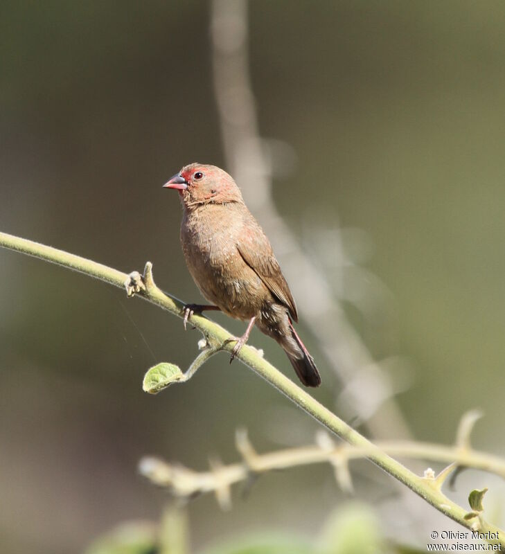 Red-billed Firefinch female