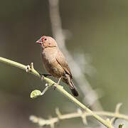 Red-billed Firefinch