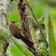 Buff-fronted Foliage-gleaner