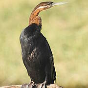 Anhinga d'Afrique