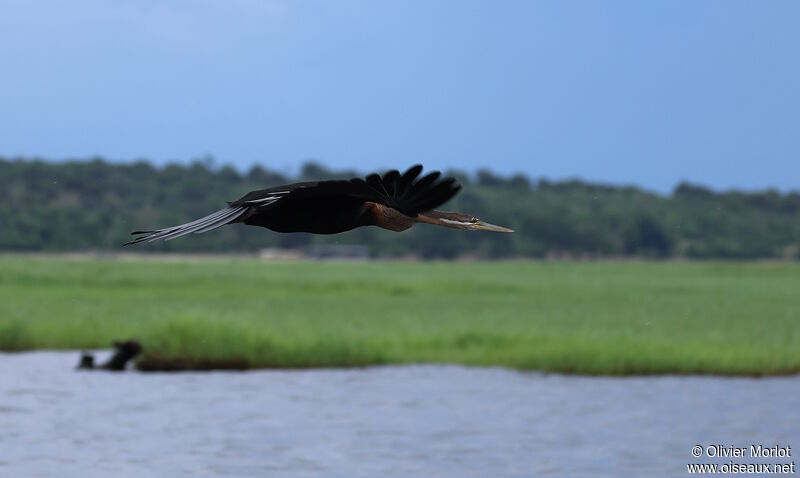 African Darter