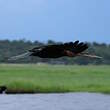 Anhinga d'Afrique