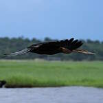 Anhinga d'Afrique