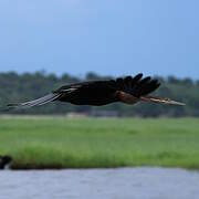 African Darter