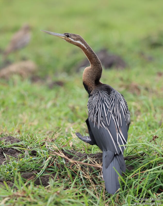 Anhinga d'Afrique