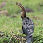 Anhinga d'Afrique