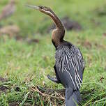 Anhinga d'Afrique