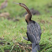 Anhinga d'Afrique