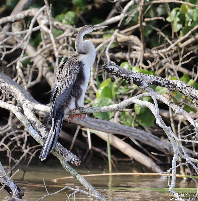 African Darterimmature