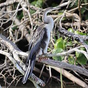 Anhinga d'Afrique