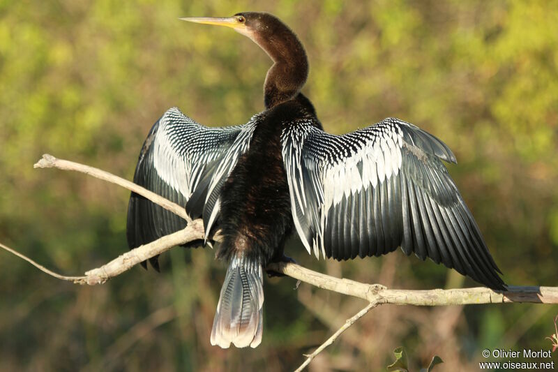 Anhinga d'Amérique femelle