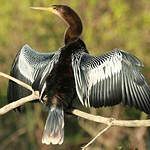 Anhinga d'Amérique