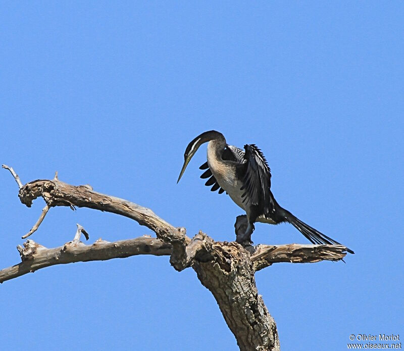 Anhinga d'Australie femelle