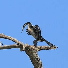 Anhinga d'Australie