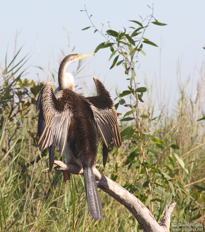 Anhinga d'Australie femelle