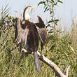 Anhinga d'Australie