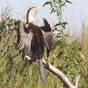 Anhinga d'Australie