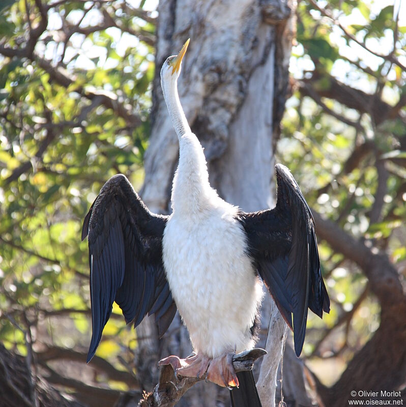 Anhinga d'Australie femelle