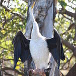 Anhinga d'Australie