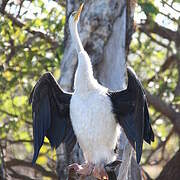 Anhinga d'Australie