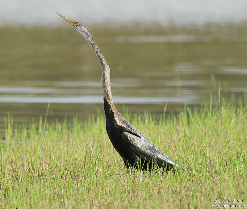 Oriental Darter