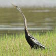 Anhinga roux