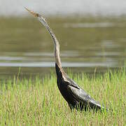 Oriental Darter