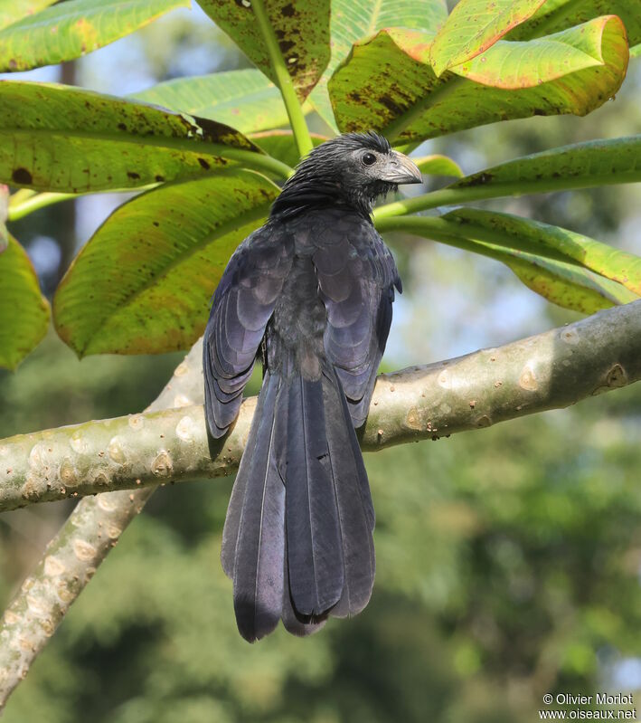 Groove-billed Ani