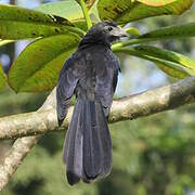 Groove-billed Ani