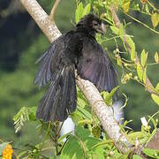 Smooth-billed Ani