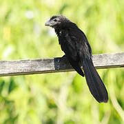 Smooth-billed Ani