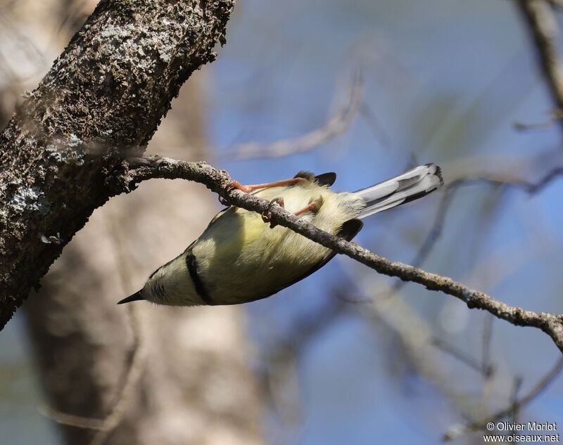 Bar-throated Apalis