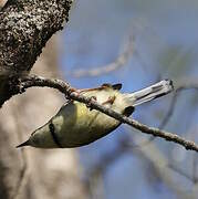 Bar-throated Apalis